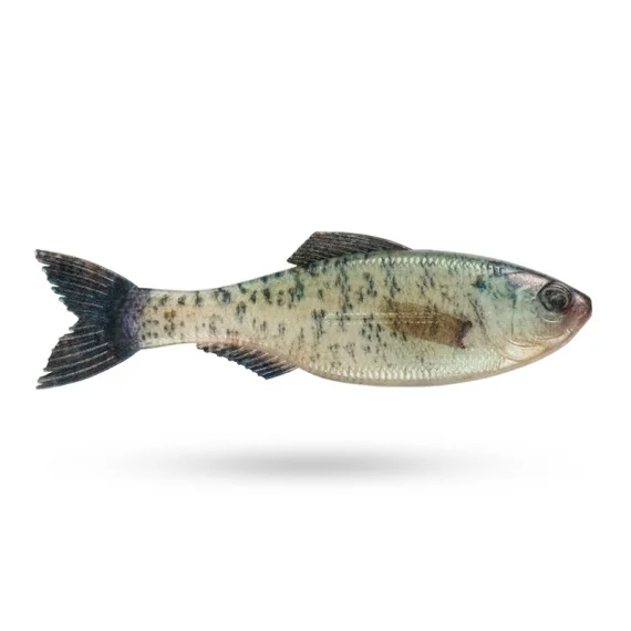 sportfishtackle202606040340072610599